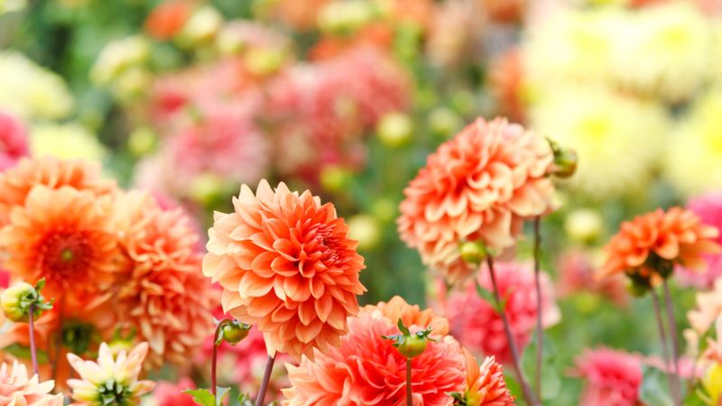 dahlias