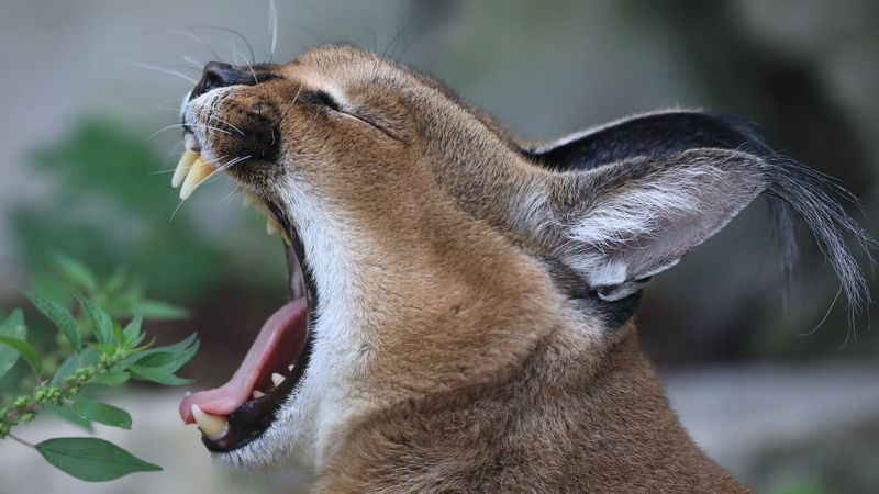 félin caracal