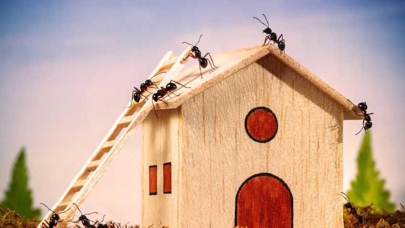 fourmis maison