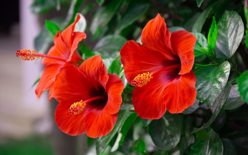 Jardin: "Mon jardin a beaucoup souffert des fortes chaleurs de l’été dernier. Quelles plantes résistent à la chaleur?"