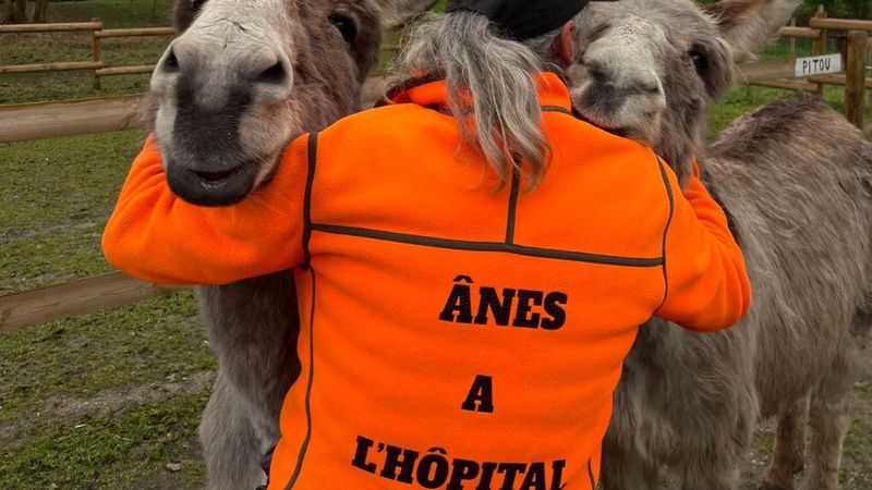 Hôpital psychiatrique âne