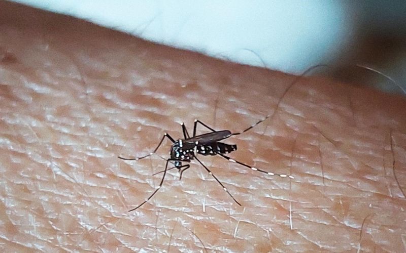 3 signes qui vous permettent d'identifier la piqûre d'un moustique-tigre