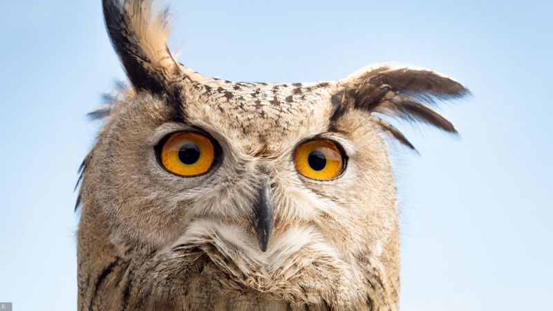 Memory: chouettes hiboux
