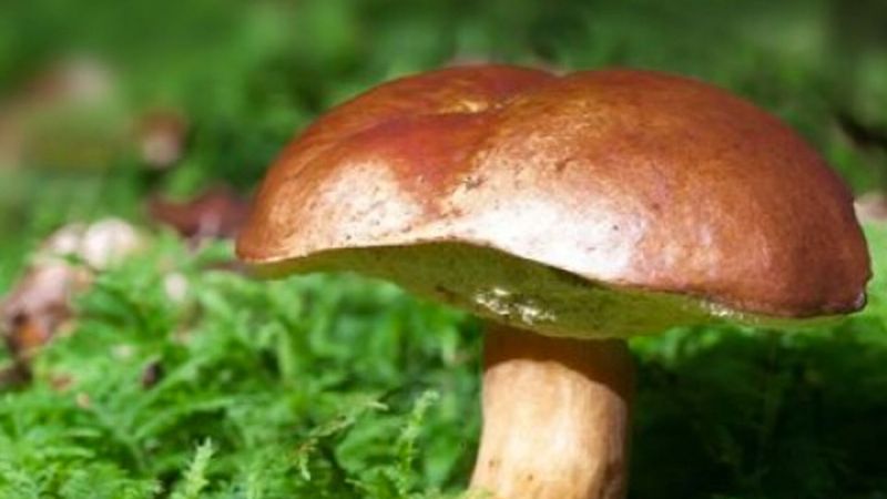 Memory: cueillez les champignons