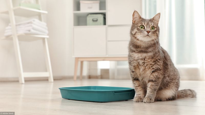 Mon chat boude sa litière: que faire?