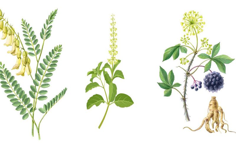 3 plantes pour une rentrée en forme