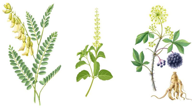 plantes-adaptogenes