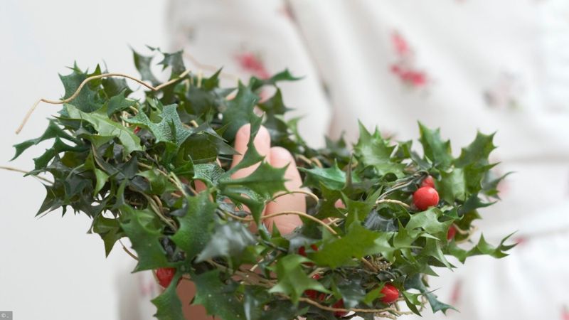 Plantes de Noël: attention à vos petits-enfants