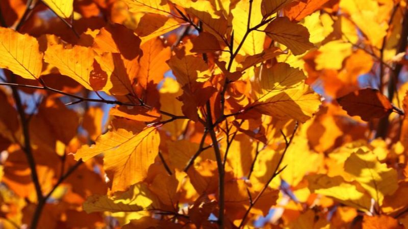 Puzzles: quand l'automne arrive !