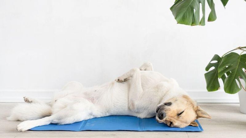 Quels sont les meilleurs tapis rafraîchissants pour chien à choisir en 2025 ?