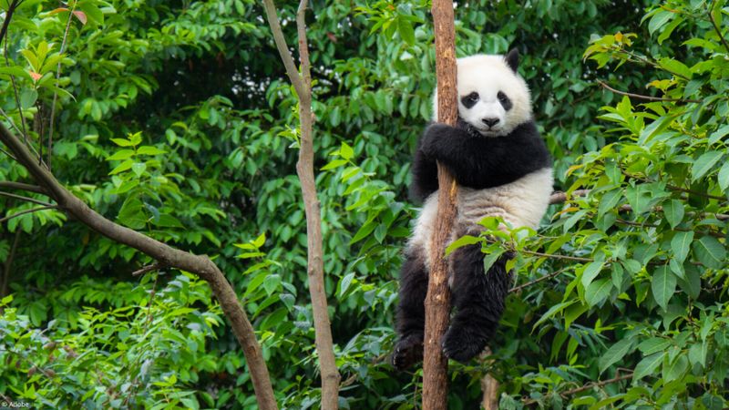 Quiz: 5 choses que vous ignorez peut-être sur les pandas