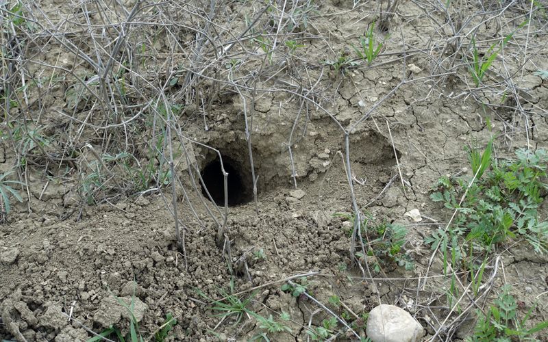 Et si ce trou dans votre jardin était un nid de serpent? Voici comment le reconnaître